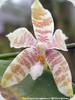 Phal. Frenchy's Plastic Yellow